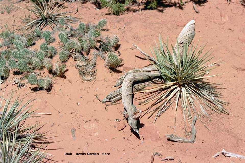 flore utah - yucca